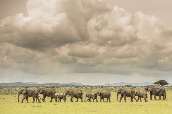 Unvergessliche Naturmomente in der Serengeti